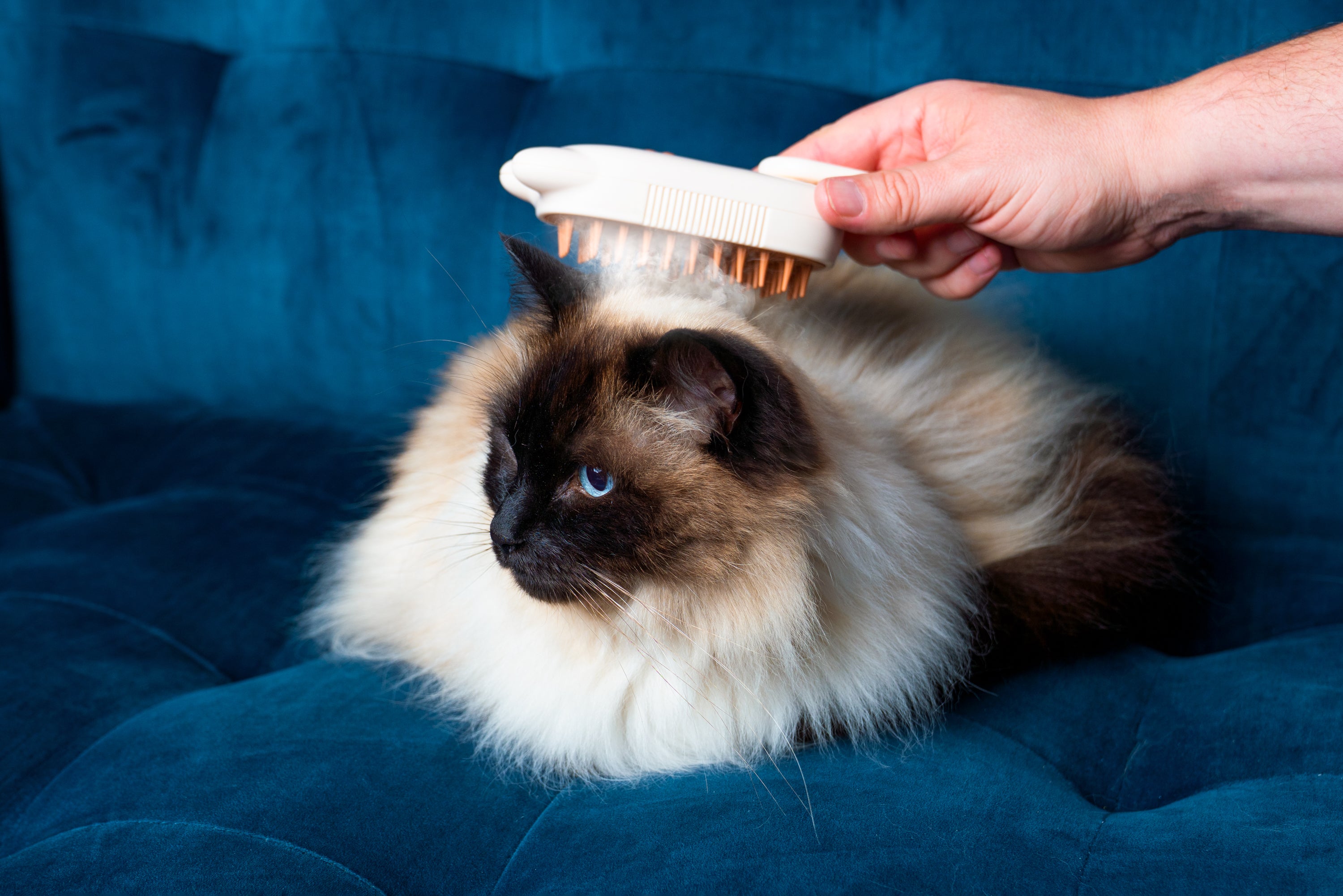 Cat Care Steam Groomer - Brush, Massage & Mist