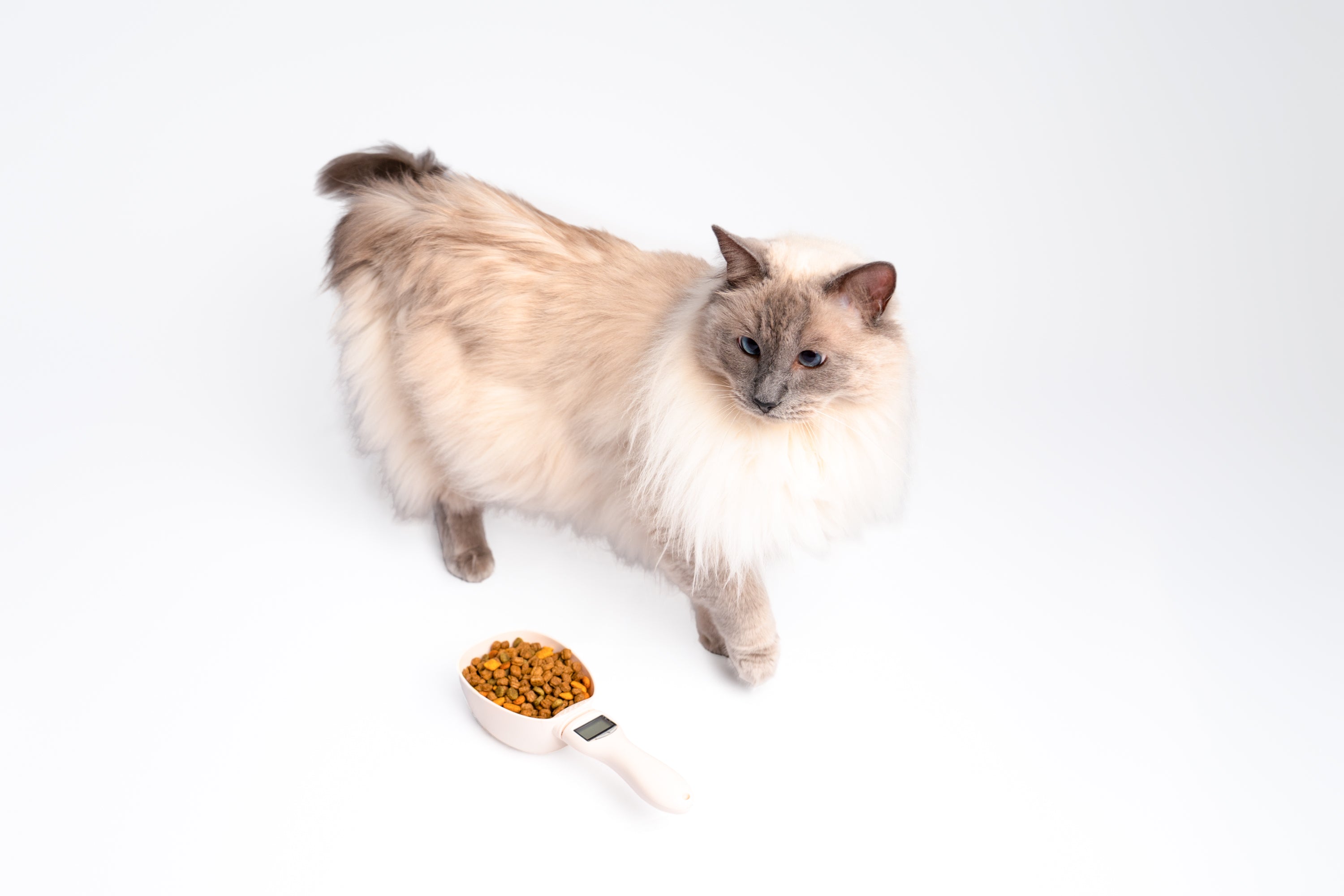 Precision Cat Food Measuring Scoop with Digital Scale