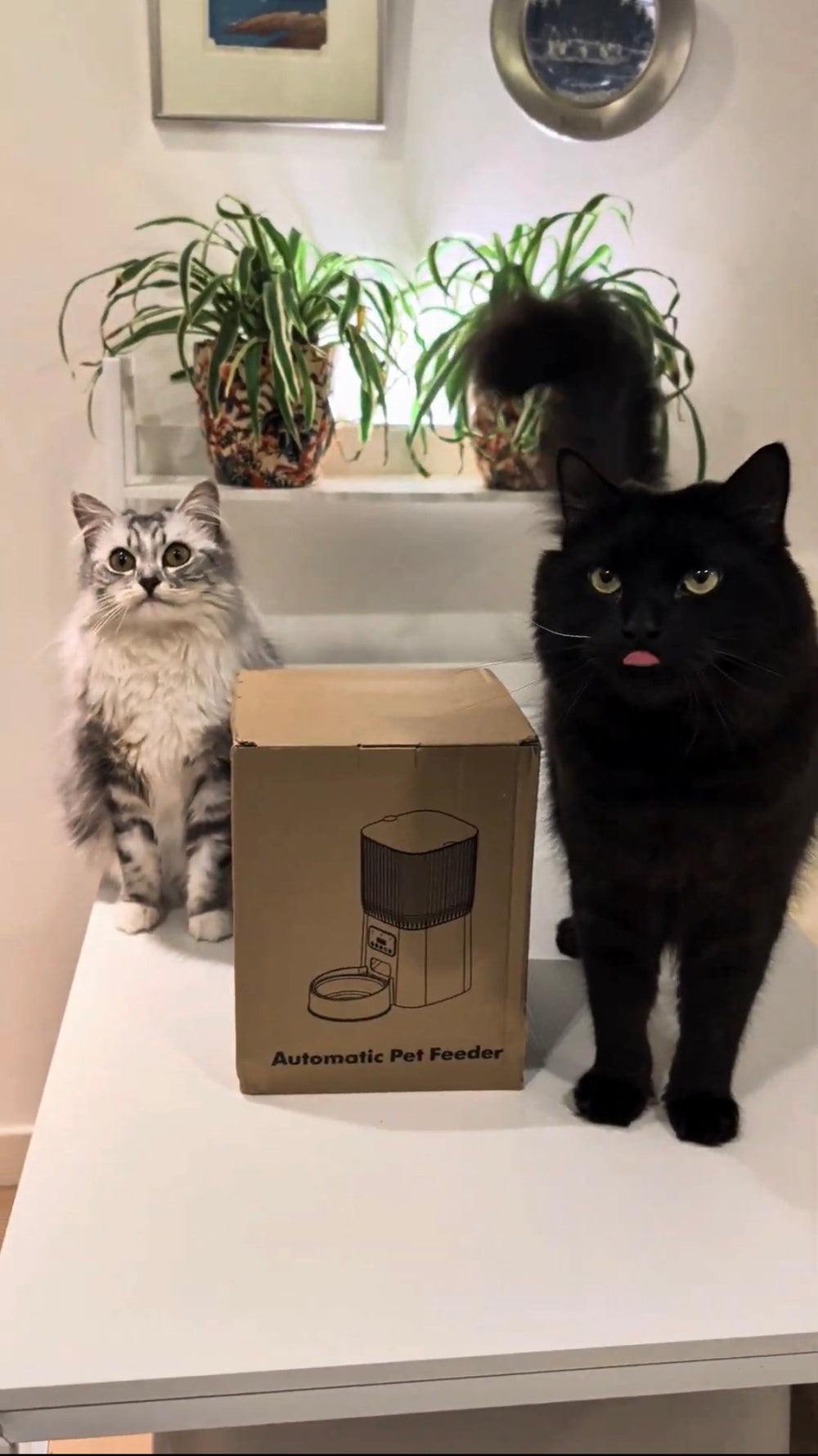 <h2><strong>Loved by Cats </strong></h2><h2><strong>Trusted by Owners</strong></h2>