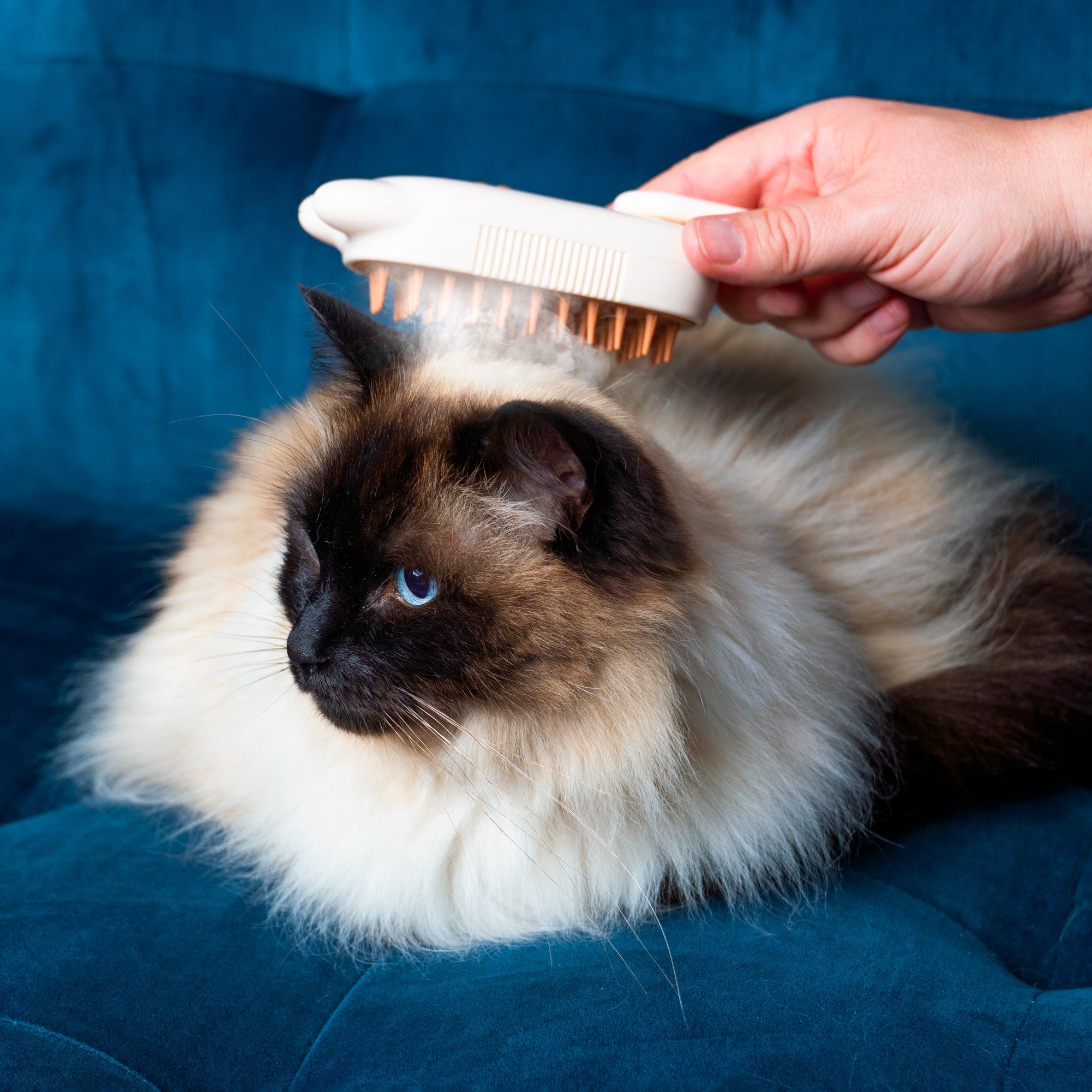 Cat Care Steam Groomer - Brush, Massage & Mist