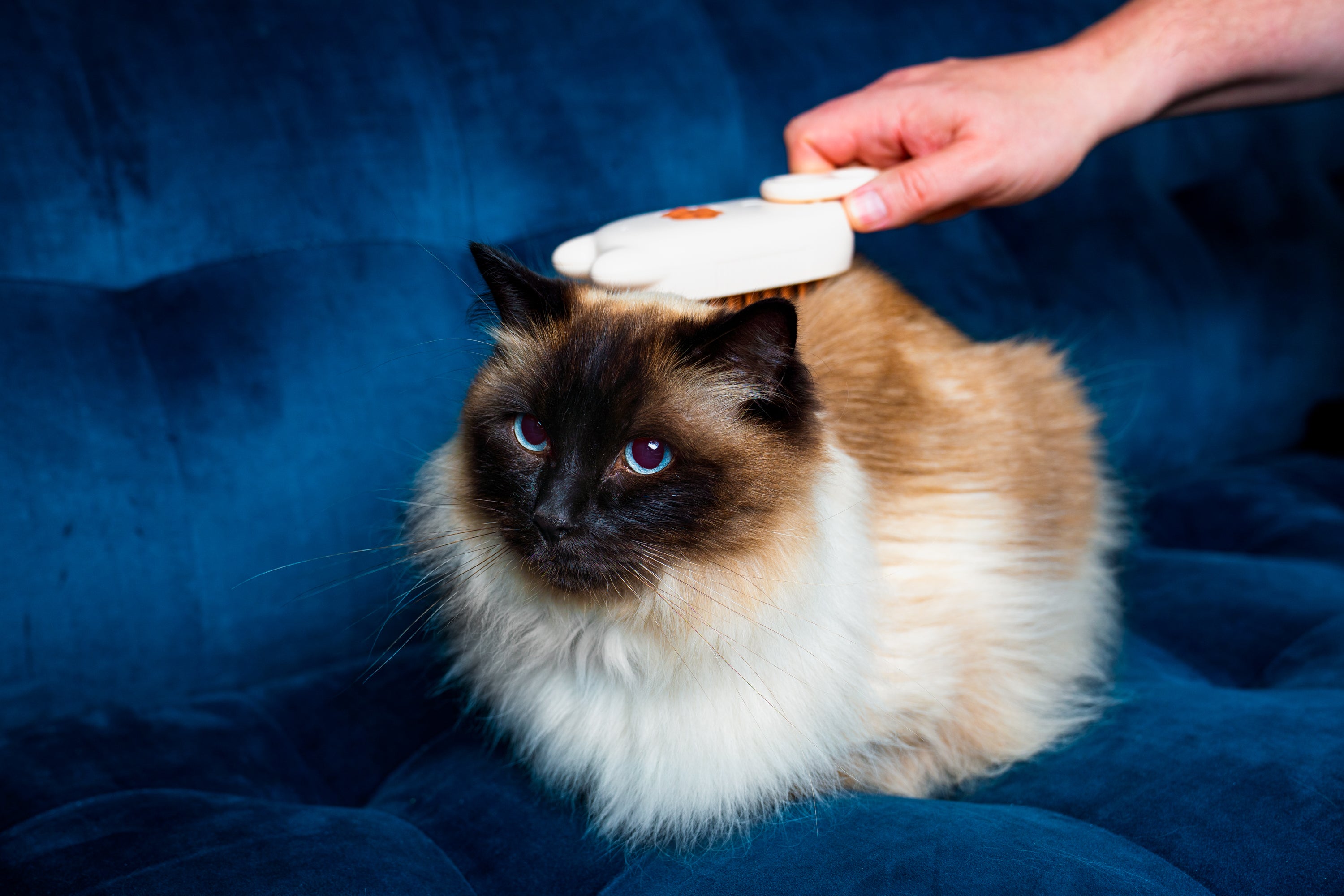Cat Care Steam Groomer - Brush, Massage & Mist